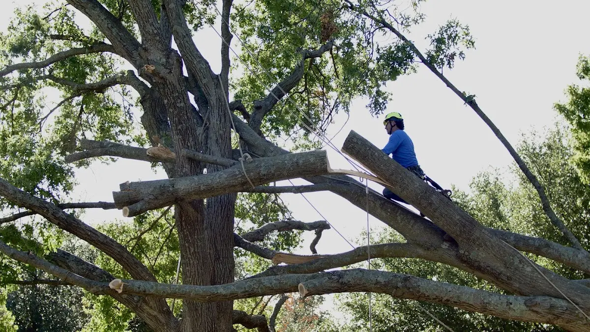 Professional Hazardous Tree Removal performed by certified arborists in Hernandez