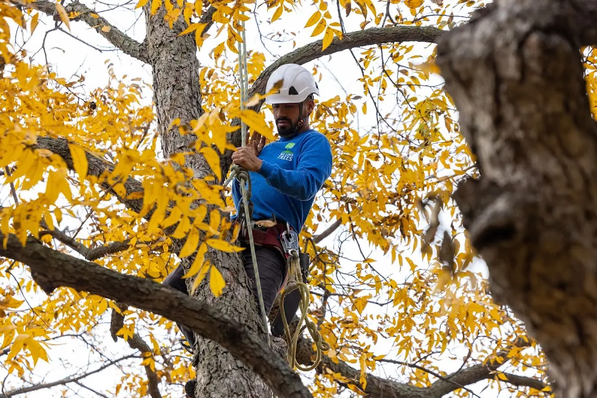 Skilled Storm Damage Cleanup crew working in Hernandez